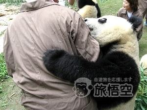 世界遺産 九寨溝 黄龍 ハイキング ＆ 雅安 パンダ 飼育 ボランティア 体験