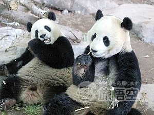 アジア最大級の 動物 テーマパーク 広州 香江 野生動物園