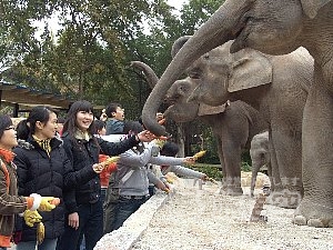 アジア最大級の 動物 テーマパーク 広州 香江 野生動物園