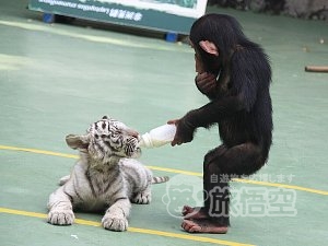 アジア最大級の 動物 テーマパーク 広州 香江 野生動物園