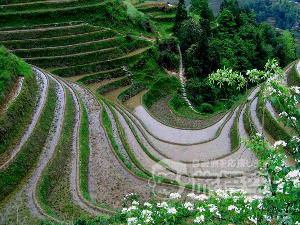 龍脊棚田 桂林