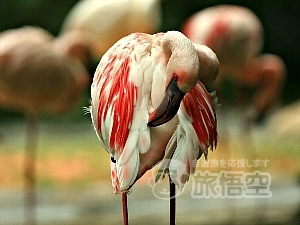 上海 動物園
