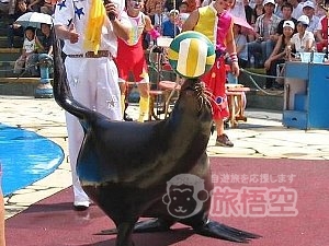 極地海洋動物園　大連