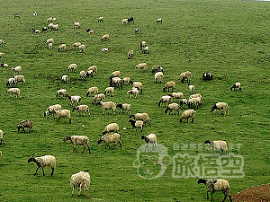 桑科草原 夏河